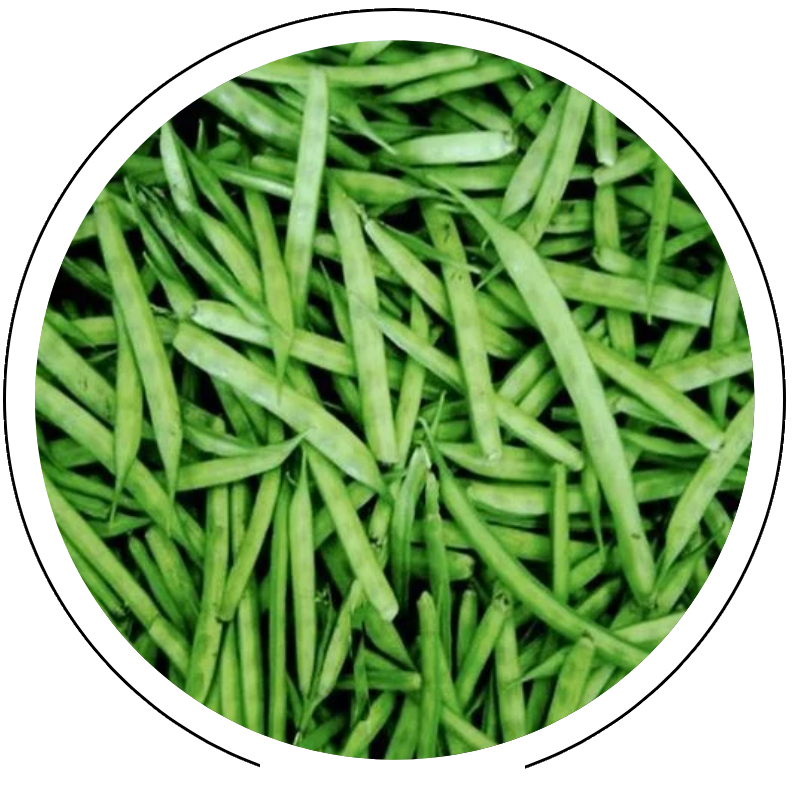 Guar Seed Exporter in India