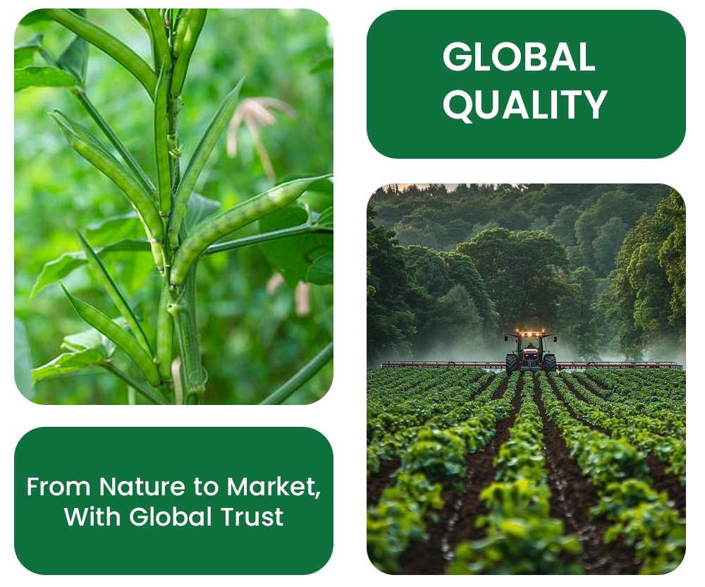 Guar Seed Manufacturer in India