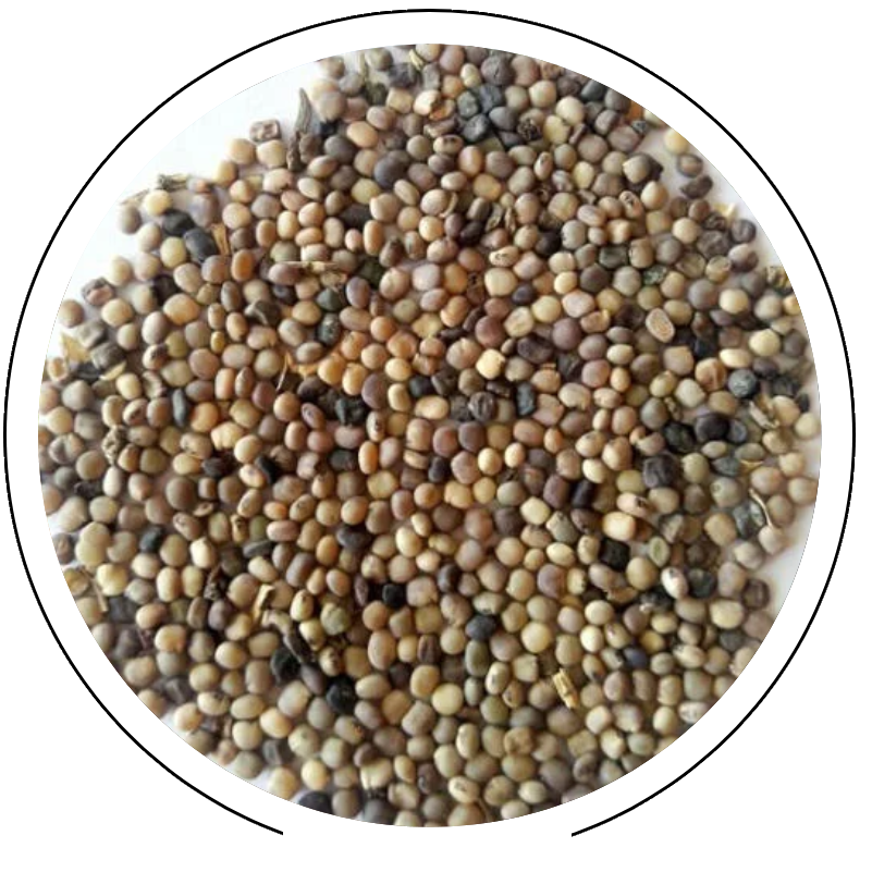 Guar Seed Supplier