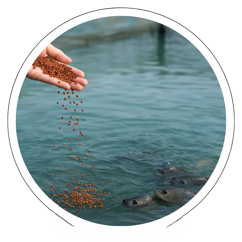 Aquafeed Manufacturer in India