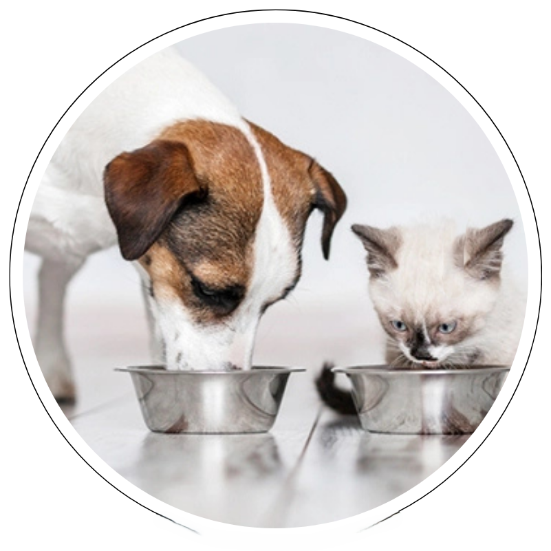 Pet Feed Manufacturer in India