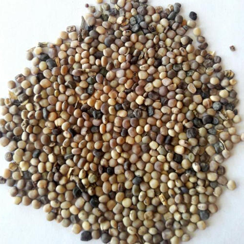 Guar-Seed-India
