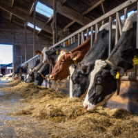 Animal feed For Cow