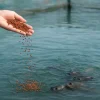 Aquaculture Aquaculture