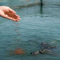 Aquaculture