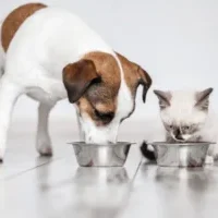 Dog-cat-food