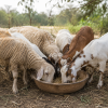 Sheep & Goat Feed